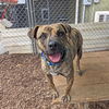 adoptable Dog in , SC named Brisi