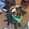 adoptable Dog in , SC named Candi