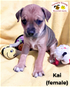 adoptable Dog in  named Kai