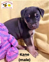 adoptable Dog in  named Kane