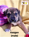 adoptable Dog in  named Keagan