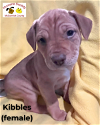 adoptable Dog in  named Kibbles