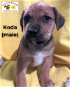 adoptable Dog in  named Koda