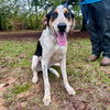 adoptable Dog in  named Cherokee
