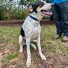 Cherokee - Photo 3