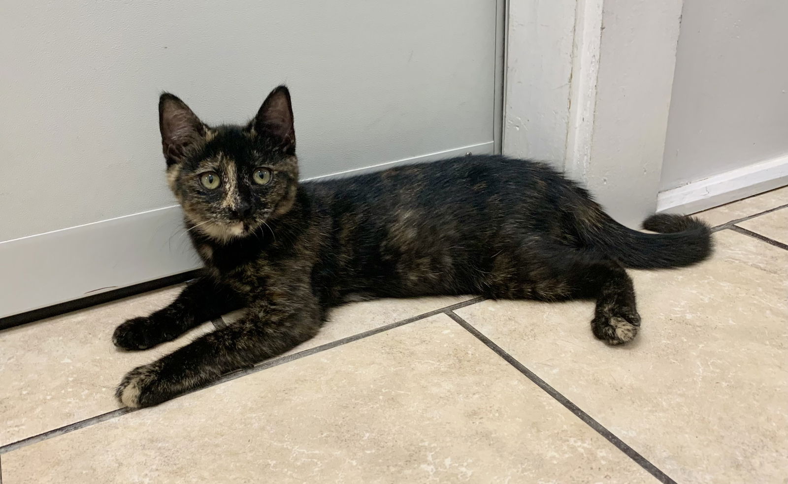 adoptable Cat in Mc Cormick, SC named Bobbi