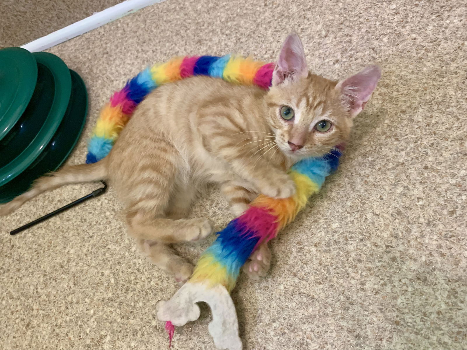 adoptable Cat in Mc Cormick, SC named Danny