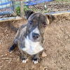 adoptable Dog in mc cormick, SC named Nico