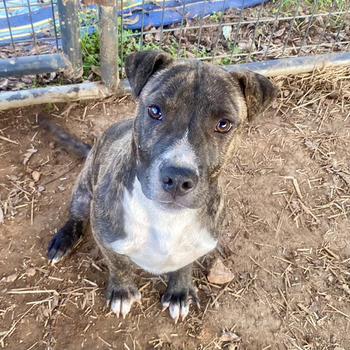 picture of the dog needing adoption