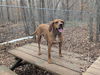 adoptable Dog in mc cormick, SC named Kaya