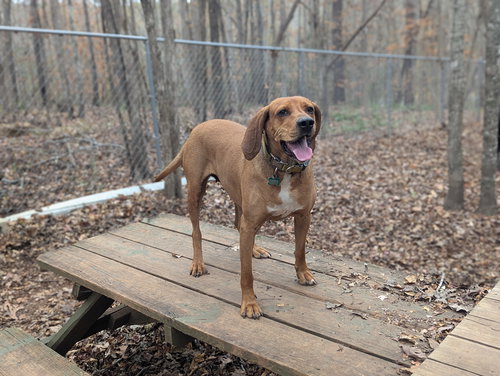KAYA - Hound available for adoption