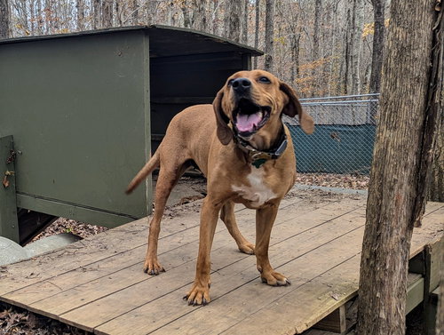 KAYA - Hound available for adoption