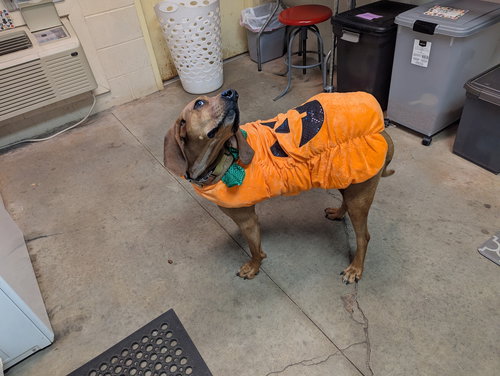 picture of the dog needing adoption