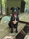 adoptable Dog in mc cormick, SC named Layla