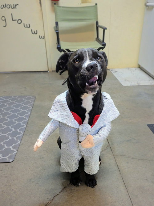 picture of the dog needing adoption