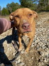 adoptable Dog in mc cormick, SC named June