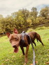 adoptable Dog in , SC named Hachi