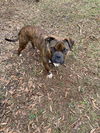 adoptable Dog in mc cormick, SC named Valentino