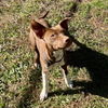 adoptable Dog in , SC named Courtesy: Ruby