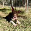 Ruby - Photo 7