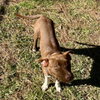 Ruby - Photo 8