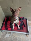 Ruby - Photo 2