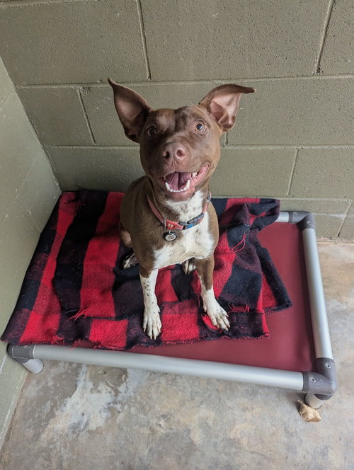 RUBY - Unknown available for adoption
