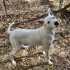 adoptable Dog in , SC named Courtesy: Snowball