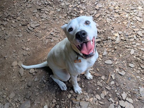 picture of the dog needing adoption