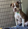 adoptable Dog in  named Pesto