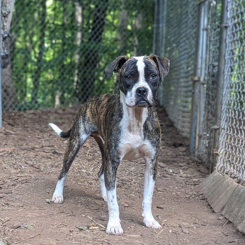 picture of the dog needing adoption
