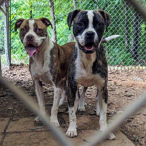 BOSSY - Boxer available for adoption