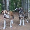 Bossy - Photo 3