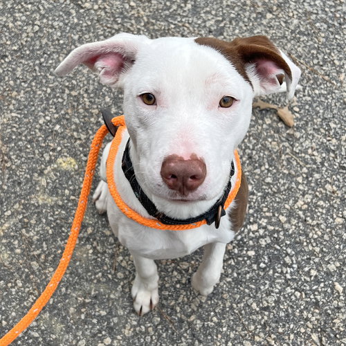 picture of the dog needing adoption