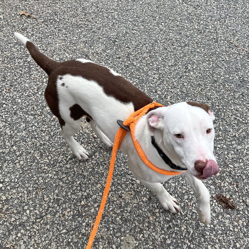 NADA - Pointer available for adoption
