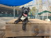 adoptable Dog in , SC named Harley