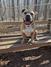 adoptable Dog in mc cormick, SC named Kobi