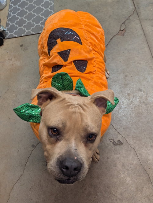 picture of the dog needing adoption