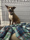 adoptable Dog in , SC named Courtesy: Dolly