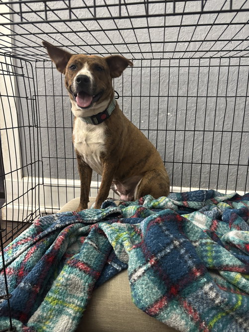 picture of the dog needing adoption