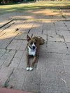 Dolly - Photo 2