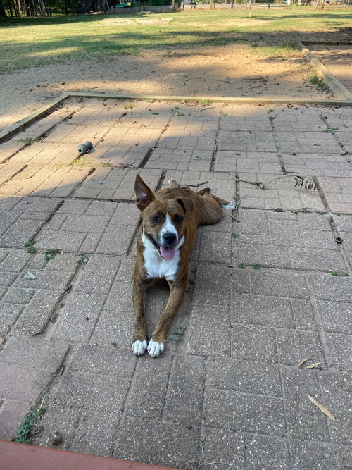 DOLLY - American Staffordshire Terrier available for adoption