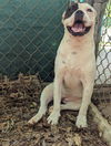 adoptable Dog in  named Princess