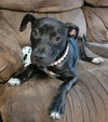 adoptable Dog in  named Caroline