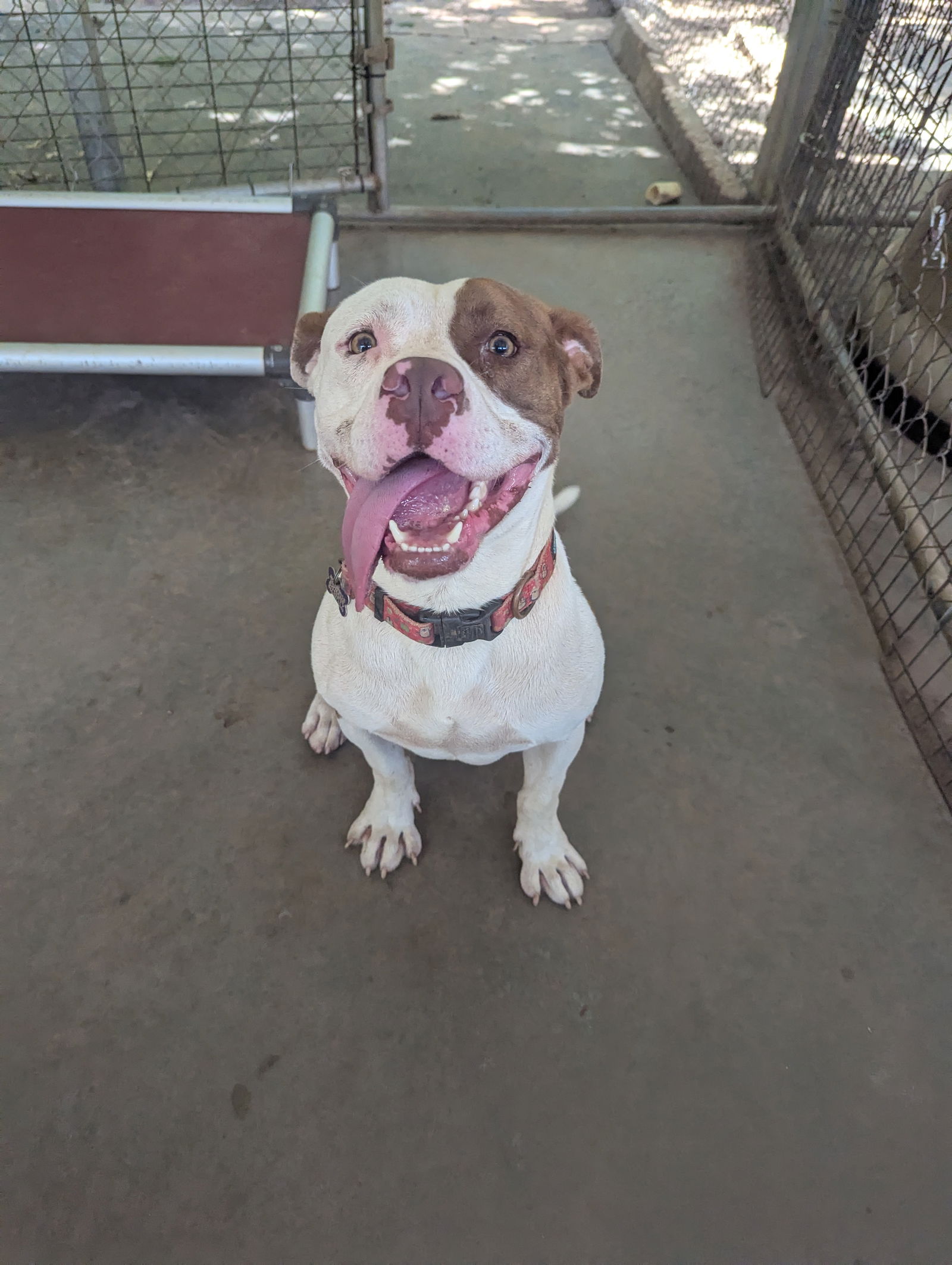 adoptable Dog in Mc Cormick, SC named Sampson