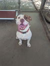 adoptable Dog in mc cormick, SC named Sampson