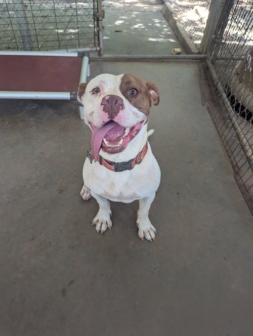 picture of the dog needing adoption