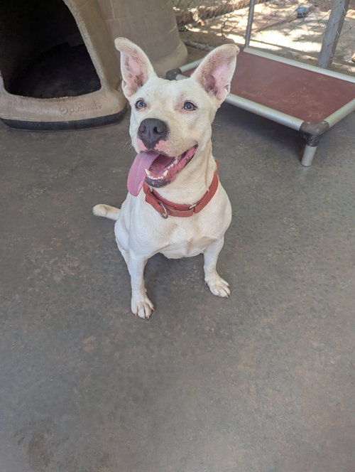 DELILAH - Unknown available for adoption