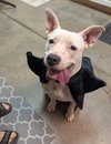 Delilah - Photo 5
