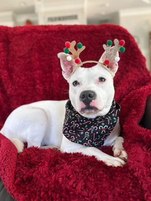 DELILAH - Unknown available for adoption
